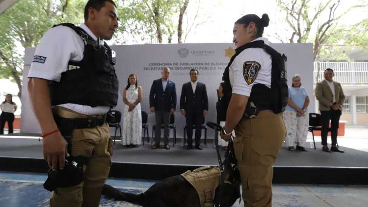 Jubilación de perros K9 en Querétaro.