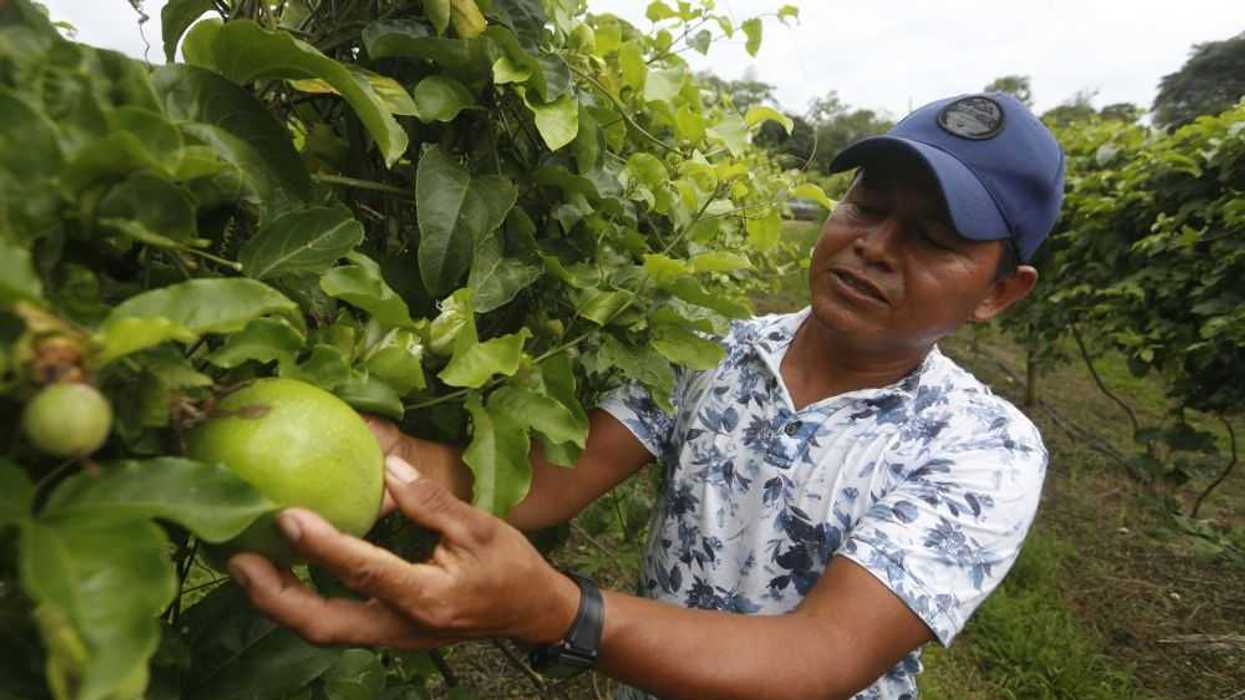 La coca cede espacio al maracuyá y al moriche en la Amazonía colombiana. EFE/ Ernesto Guzmán.