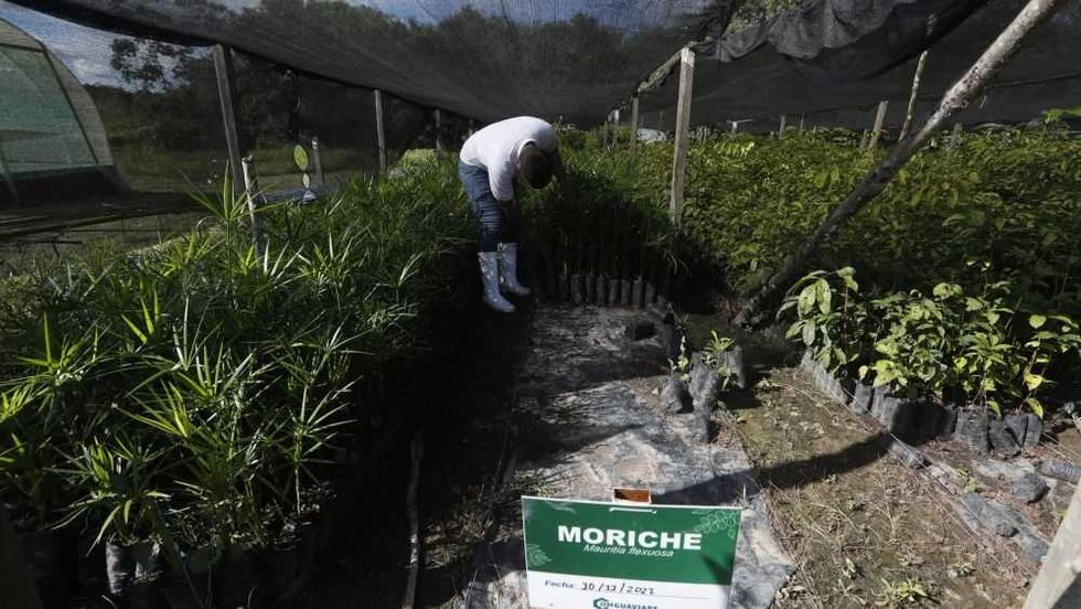 La coca cede espacio al maracuyá y al moriche en la Amazonía colombiana. EFE/ Ernesto Guzmán.