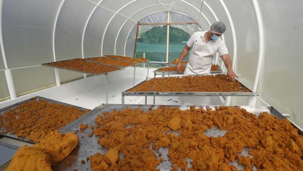 La coca cede espacio al maracuyá y al moriche en la Amazonía colombiana. EFE/ Ernesto Guzmán.