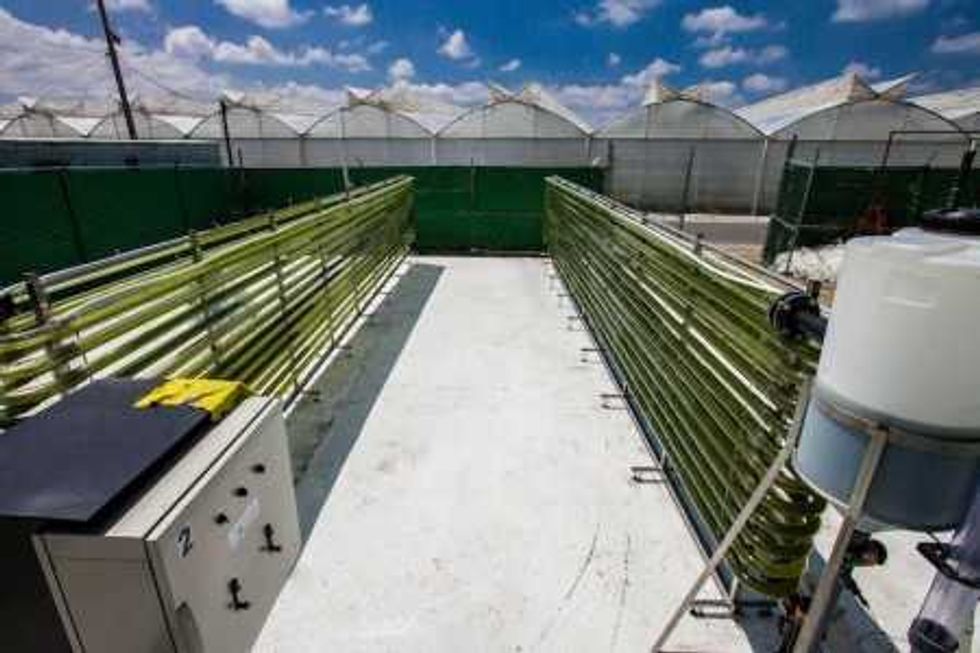La Facultad de Ingeniería de la UAQ realizan proyecto de tratamiento de agua de drenaje de invernaderos mediante el uso de microalgas. FOTO/NOTIMEX