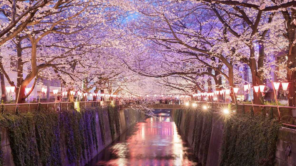 La floración plena del cerezo, espectáculo para turistas y locales en Tokio. Depositphotos.