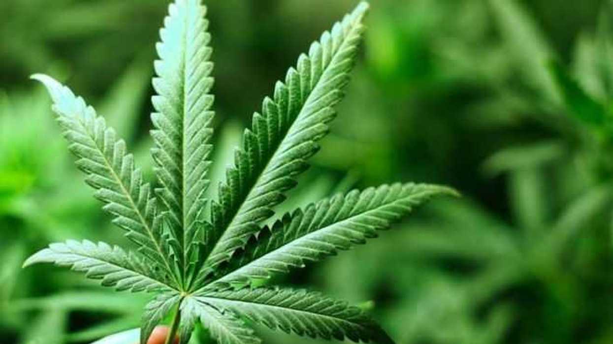 la-marihuana-sera-legal-en-canada