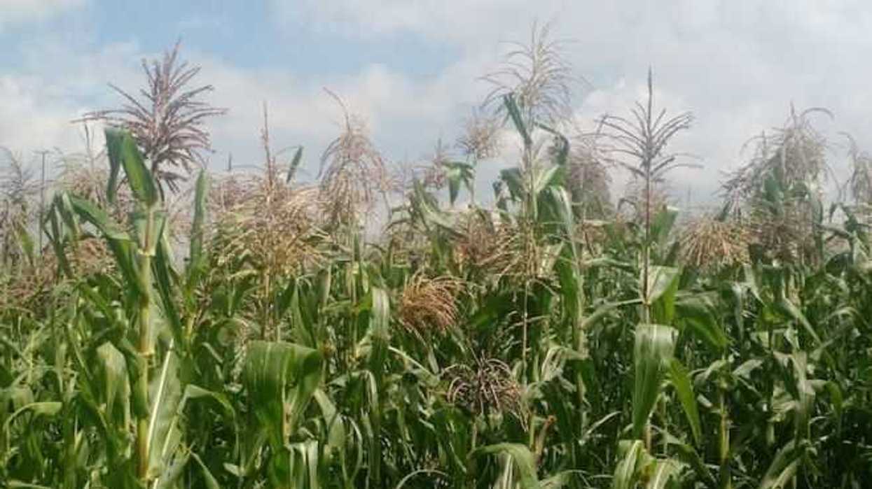 la-milpa-maya-inteligente-produccion-2