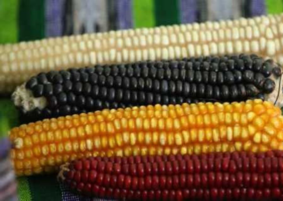 la-milpa-maya-inteligente-produccion-3