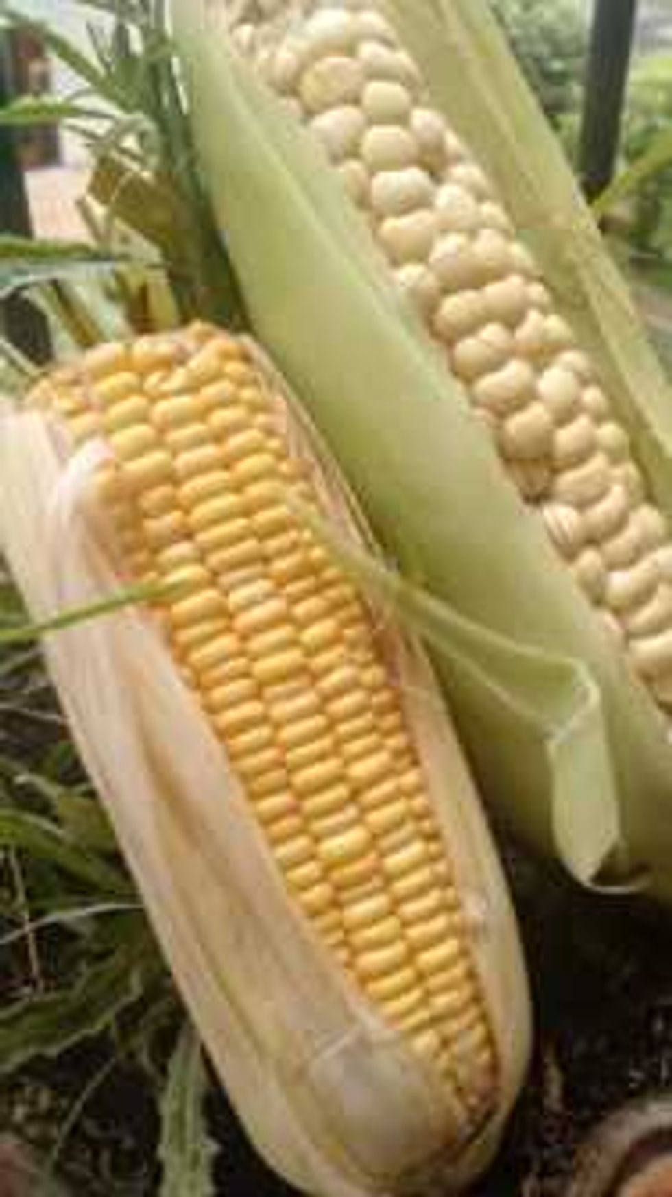 la-milpa-maya-inteligente-produccion