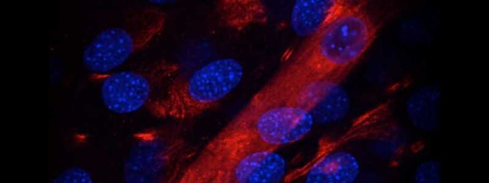 la mitocondria en la ruta hacia tratamientos dirigidos 3