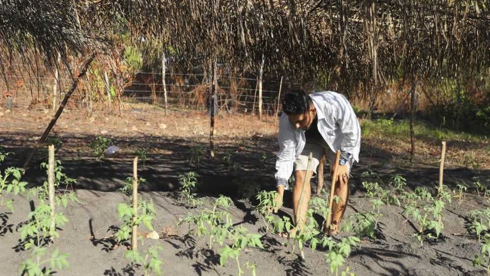 La Mosquitia: región hondureña que mitiga pobreza con agricultura sostenible y ancestral. EFE/ Gustavo Amador.