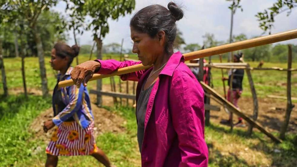 La Mosquitia: región hondureña que mitiga pobreza con agricultura sostenible y ancestral. EFE/ Gustavo Amador.