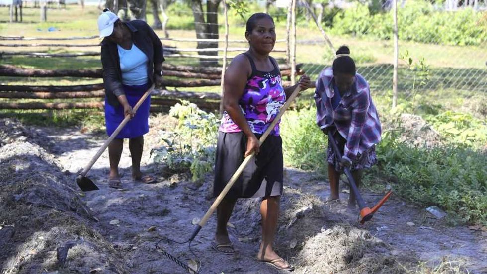 La Mosquitia: región hondureña que mitiga pobreza con agricultura sostenible y ancestral. EFE/ Gustavo Amador.