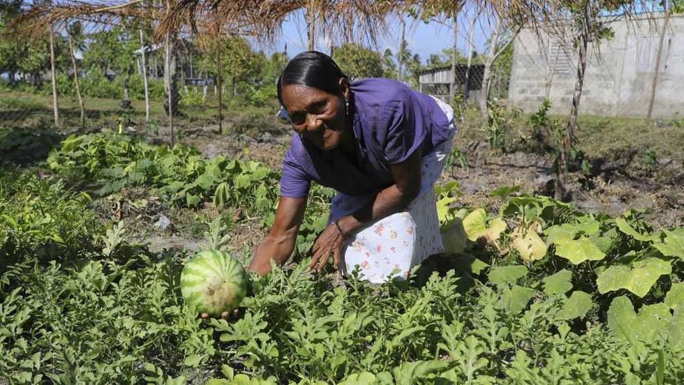 La Mosquitia: región hondureña que mitiga pobreza con agricultura sostenible y ancestral. EFE/ Gustavo Amador.