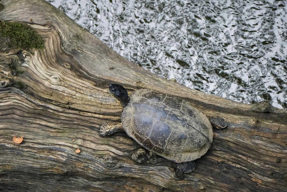 La reforestación y la conservación de bosques, claves para un ganar-ganar en Costa Rica. EFE/ Jeffrey Arguedas.