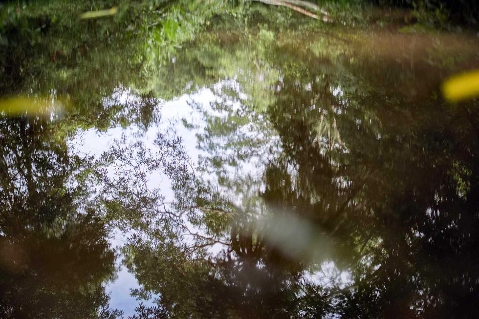 La reforestación y la conservación de bosques, claves para un ganar-ganar en Costa Rica. EFE/ Jeffrey Arguedas.