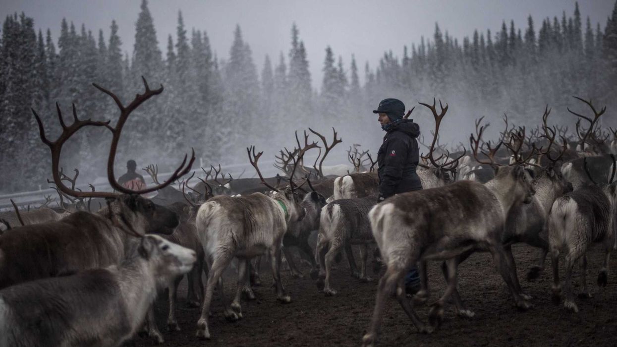 La transición verde amenaza los derechos de los samis, dice Amnistía Internacional. AFP.