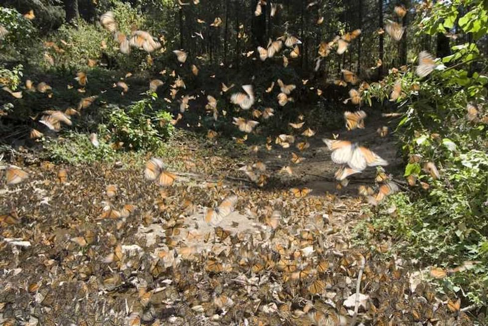 Las 10 cosas que no sabías de Michoacán