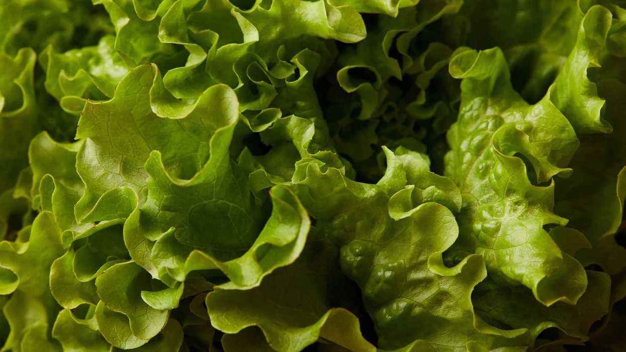 Lechuga iceberg exhibida en un supermercado, producto investigado por la FDA por su presunta relación con un brote de ciclosporiasis en Estados Unidos.