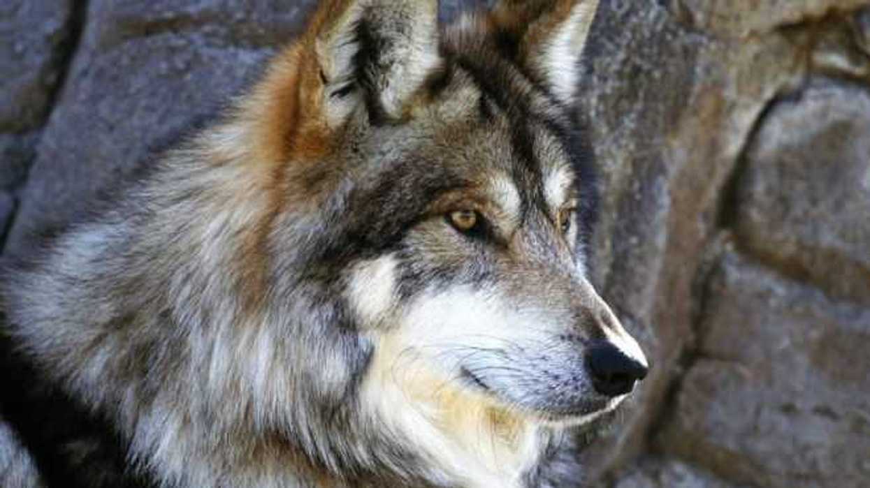 liberan-cinco-ejemplares-de-lobo-mexicano-en-bosque-de-chihuahua