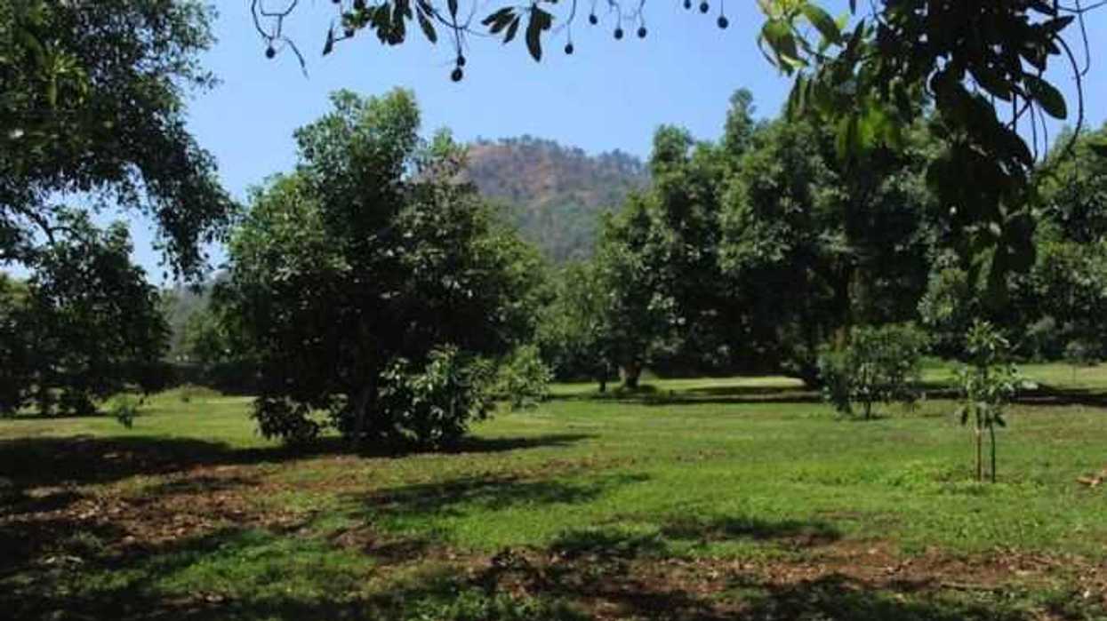 Libre de plagas más de 11 mil hectáreas de aguacate jalisciense.