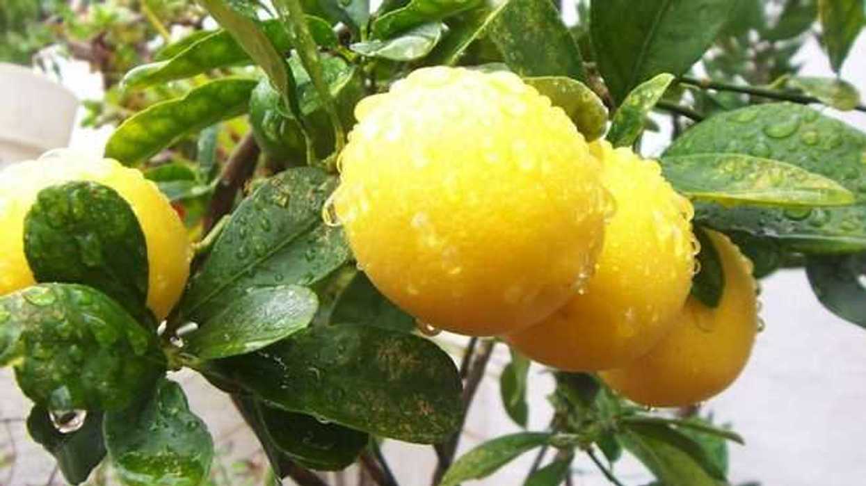 limones-enanos-son-un-reto-para-los-productores-de-jalisco