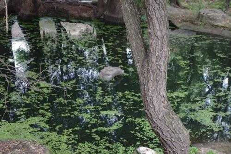 Limpieza río San Juan.