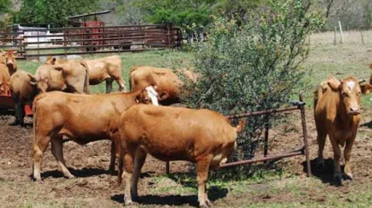 lluvias-llevan-alivio-al-hato-ganadero-yucatan