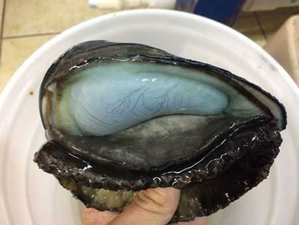 los centinelas del abulon negro 2