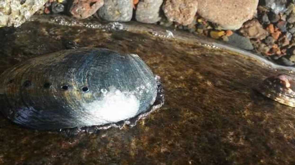 los-centinelas-del-abulon-negro