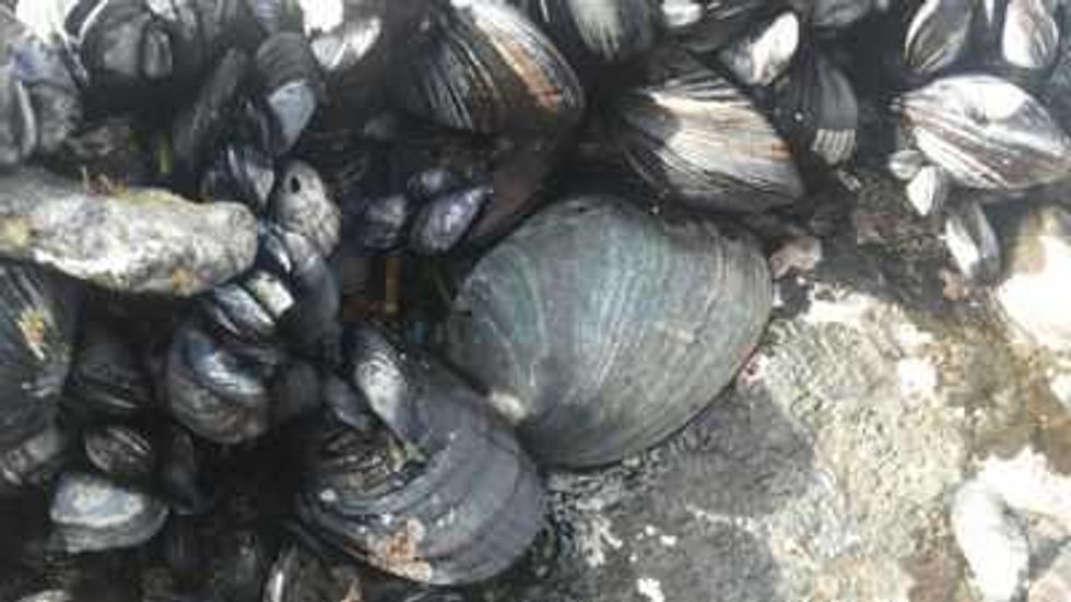 los centinelas del abulon negro3