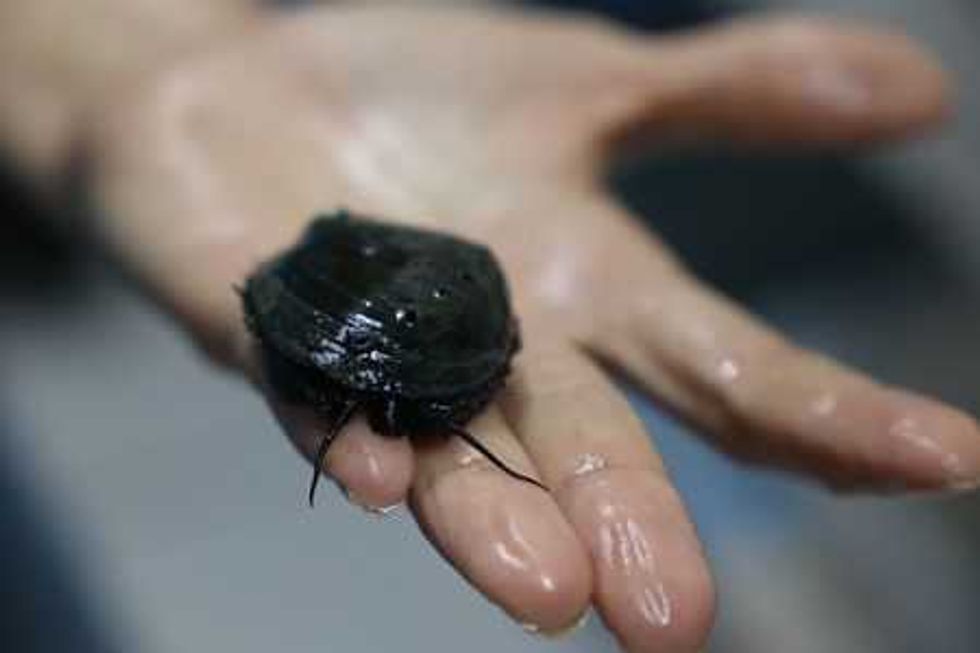 los centinelas del abulon negro9