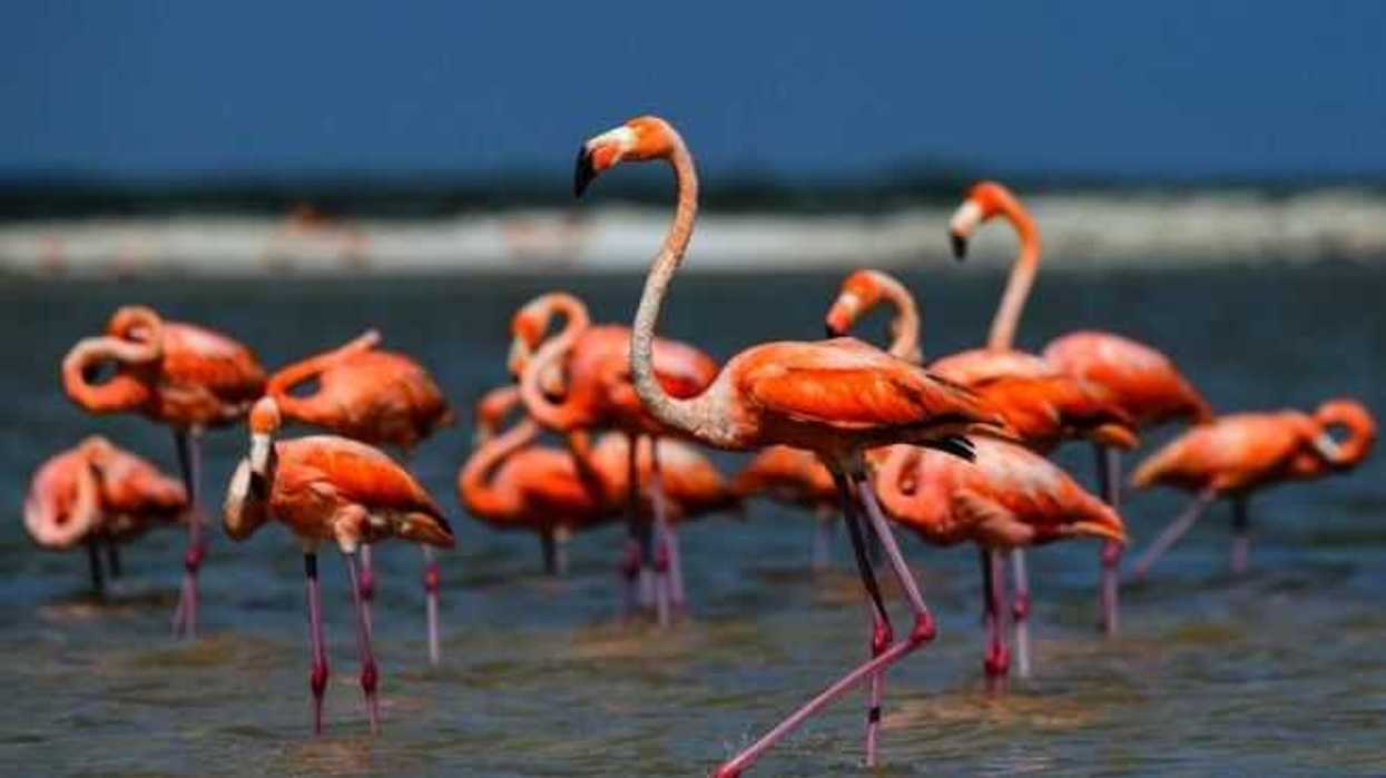 los-drones-aliados-en-la-preservacion-de-la-fauna