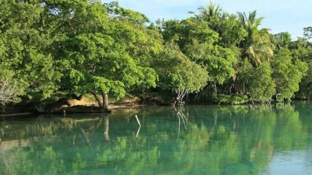 los-manglares-entre-los-mas-amenazados-en-el-planeta-pnuma