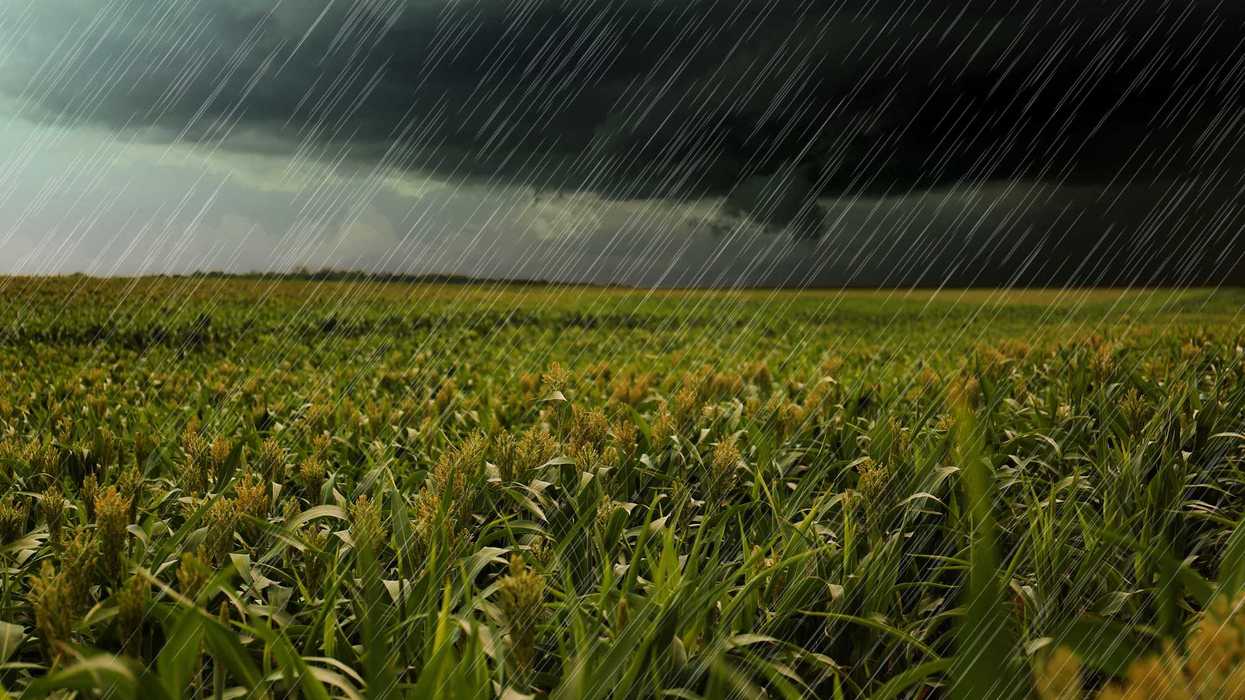 Los resultados del ciclo y el número de productores que sacaron adelante sus cultivos se darán a conocer al cierre de la temporada de lluvias.