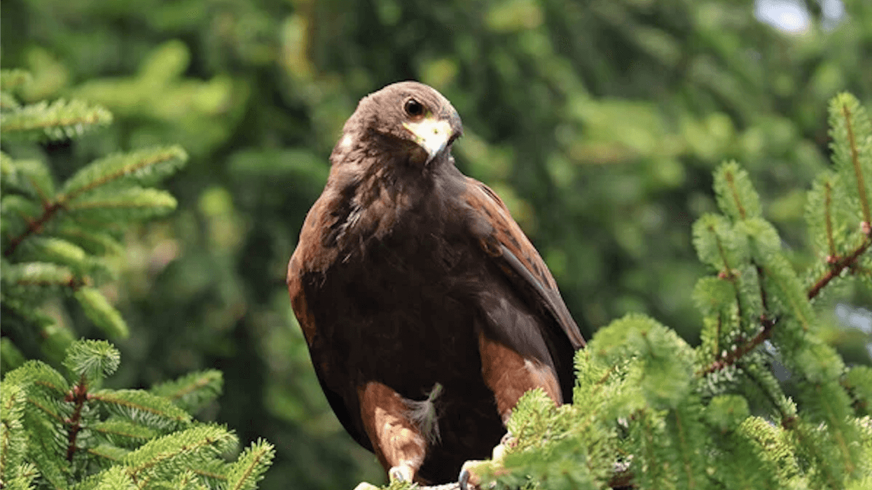 Lucitania Servín Vázquez, titular de Semarnat Querétaro, informó que el estado no presenta problemática severa de tráfico ilegal de fauna silvestre comparado con entidades del sur del país.