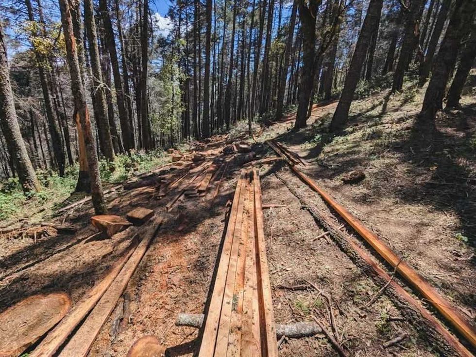 Madera de oyamel aserrada asegurada por Profepa por tala ilegal en Cerro del Zamorano, Col\u00f3n, Quer\u00e9taro