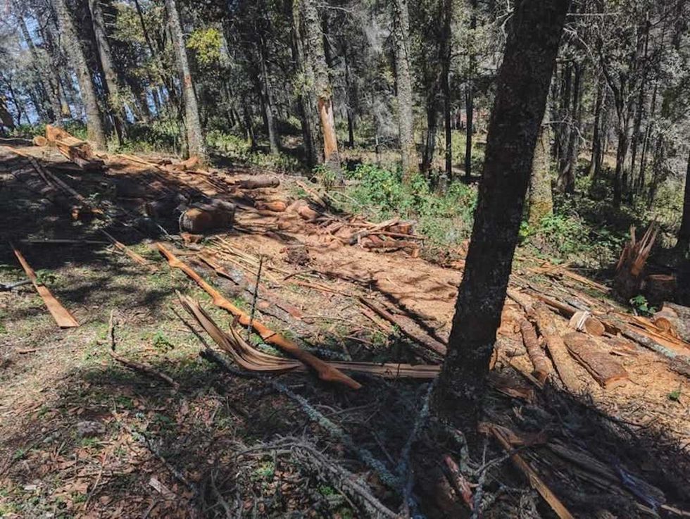 Madera de oyamel aserrada asegurada por Profepa por tala ilegal en Cerro del Zamorano, Col\u00f3n, Quer\u00e9taro