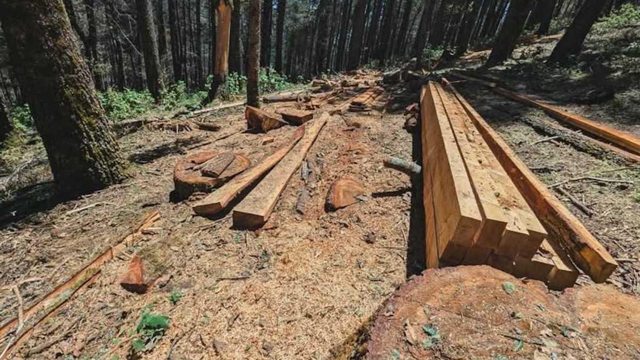 Madera de oyamel aserrada asegurada por Profepa por tala ilegal en Cerro del Zamorano, Colón, Querétaro