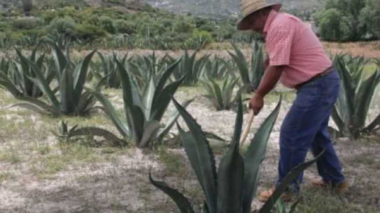 maguey-simbolo-sustento-los-pueblos-mexico
