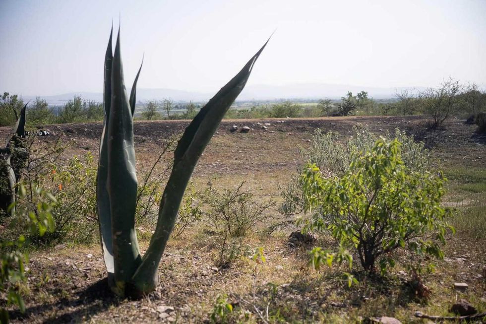 Maguey y vegetaci\u00f3n nativa en una zona del ejido de Arcila incluida en las acciones de conservaci\u00f3n ambiental.