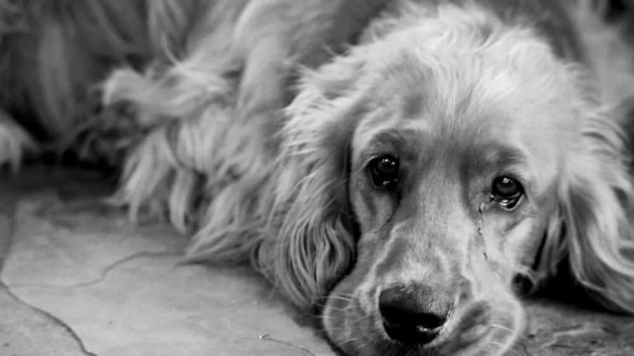 Maltrato Animal. FOTO TARINGA.NET