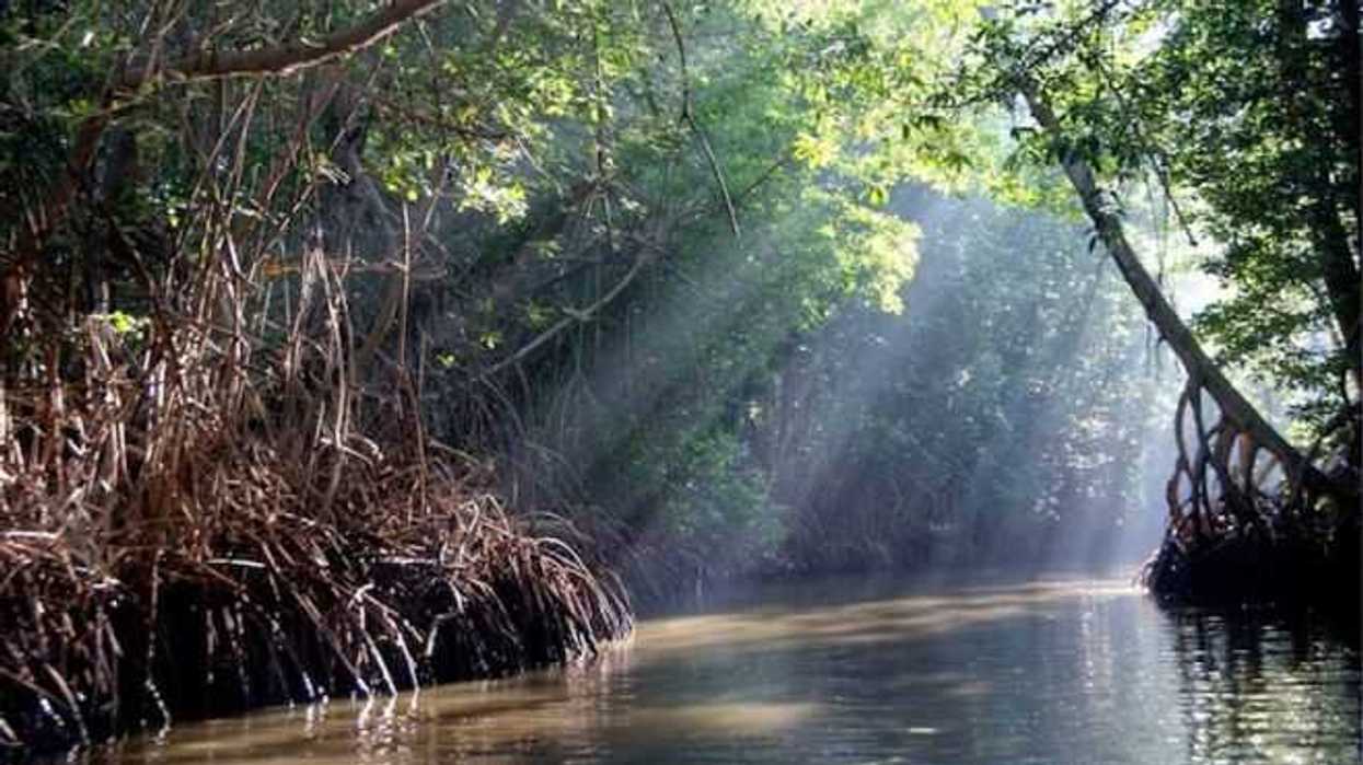 manglares-nichupte-cancun