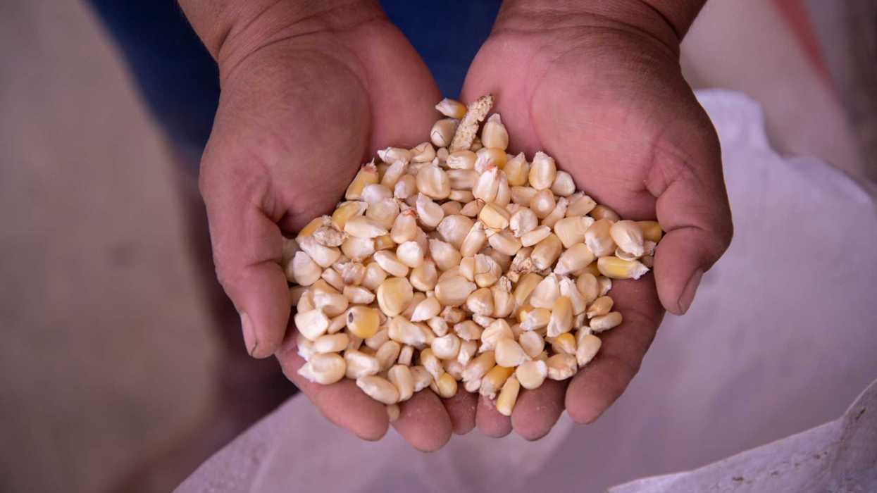 Manos sostienen granos de maíz blanco