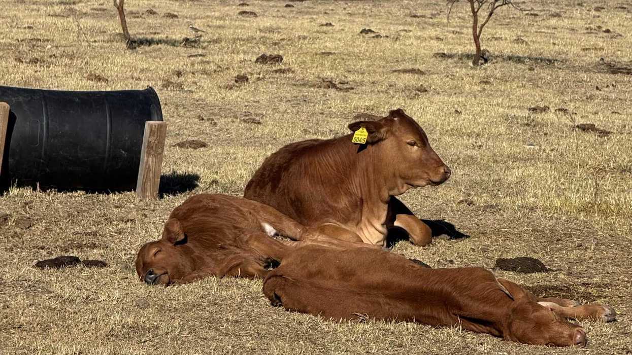 Mapa meteorológico de Conagua muestra onda de calor en Querétaro e Hidalgo el 20 de febrero de 2026