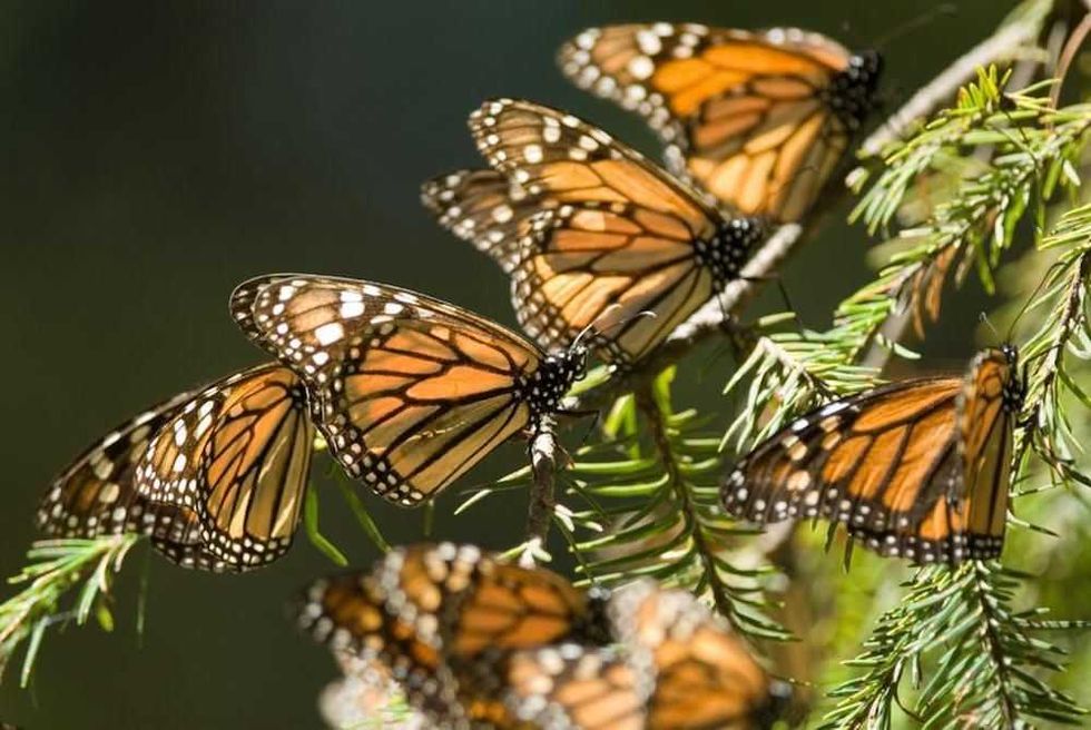 mariposa monarca