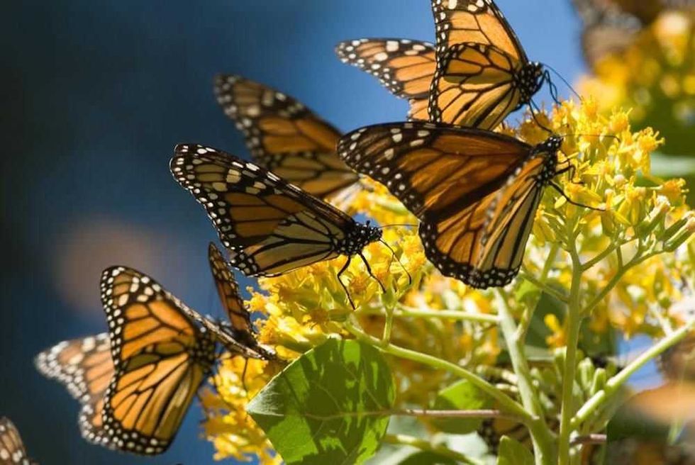 mariposa monarca2