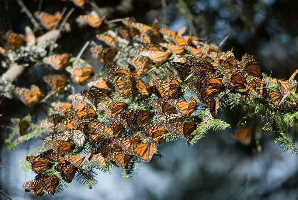 mariposa monarca5