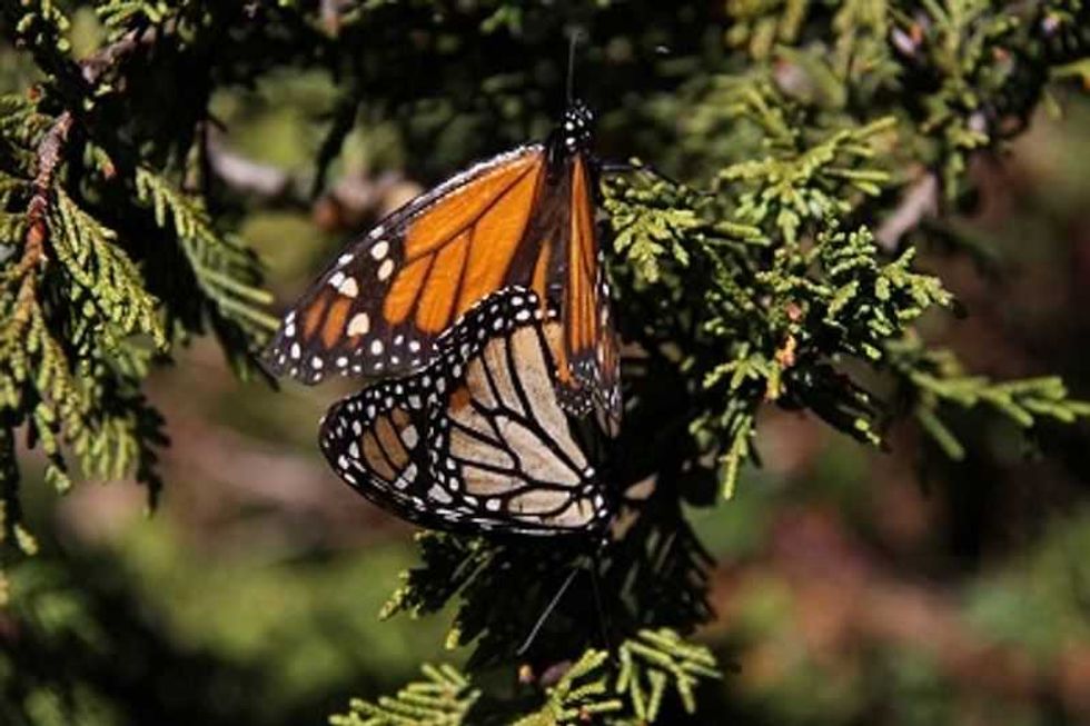 mariposas monarca hacen su templo en el estado de mexico 1