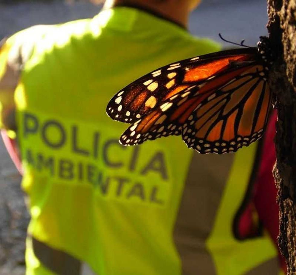 mariposas monarca hacen su templo en el estado de mexico 3
