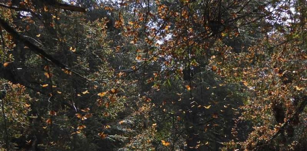 mariposas monarca hacen su templo en el estado de mexico 5