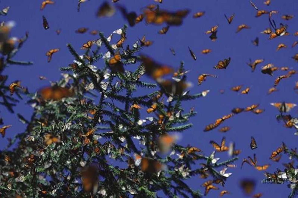 mariposas monarca hacen su templo en el estado de mexico