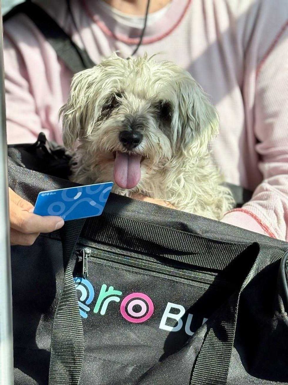 Mascota dentro de transportadora junto a su propietario en estaci\u00f3n del sistema Qrob\u00fas de Quer\u00e9taro